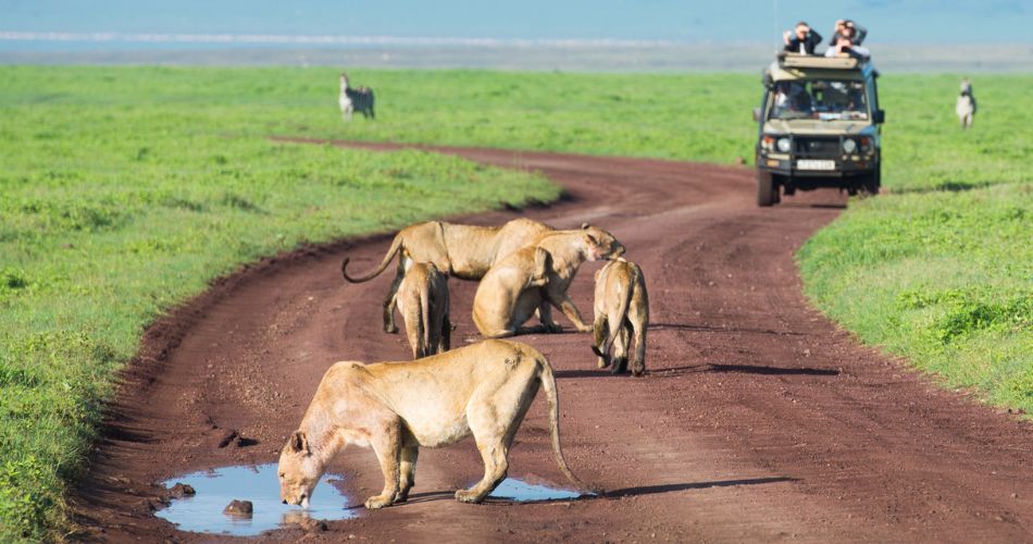 Discover Kenya_ Your Perfect One-Week Itinerary for an Unforgettable Safari