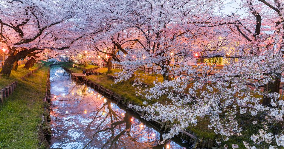 Japan's Best Places to See Cherry Blossoms in Spring