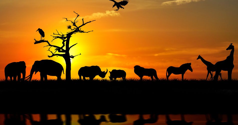 Safari Wildlife Checklist Spotting Africa's Most Iconic and Elusive Animals