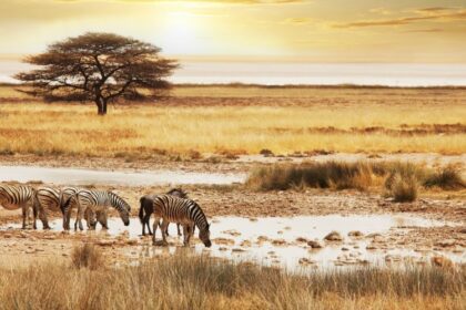 Secret Safaris The Best Lesser-known wildlife sanctuaries in Africa 