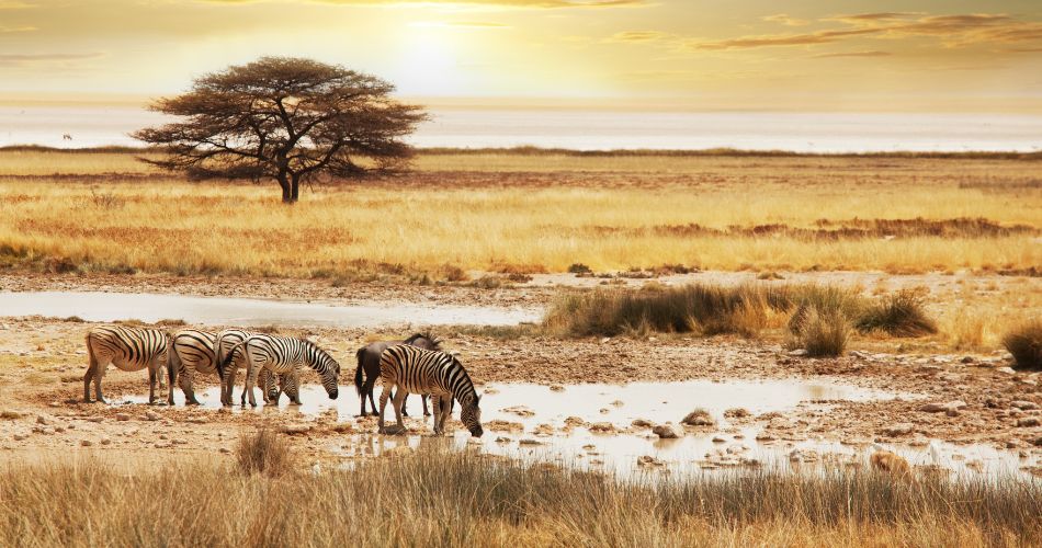 Secret Safaris The Best Lesser-known wildlife sanctuaries in Africa 