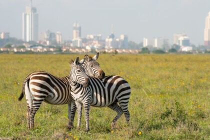 The Best of Kenya Where to Go, What to See, and When to Visit