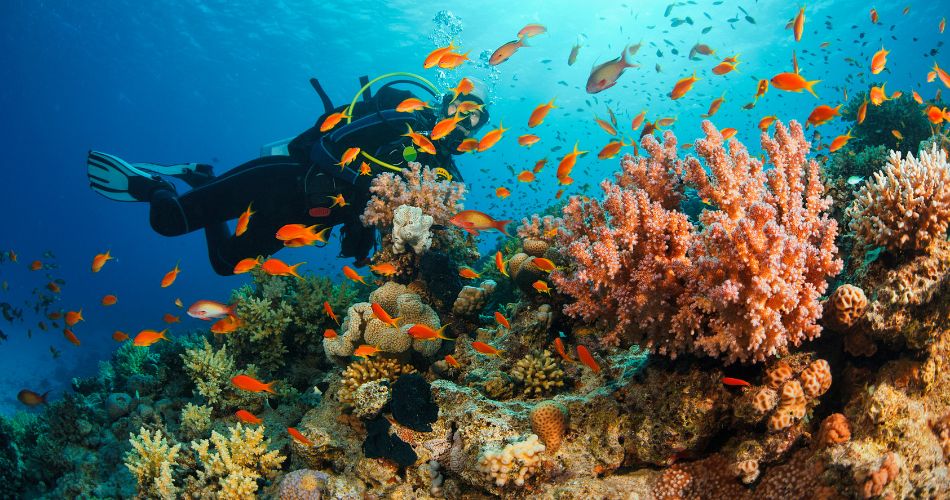 The Best Dive Spots For Indonesia's Underwater Wonders