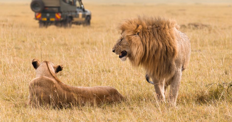 The Best Time to Visit Kenya for Wildlife Watching Safari